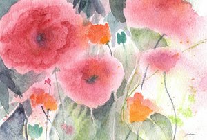Coquelicots roses à l