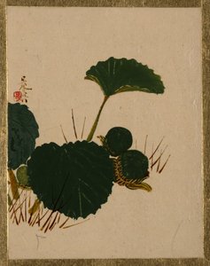 Ver sur plante à feuilles vertes