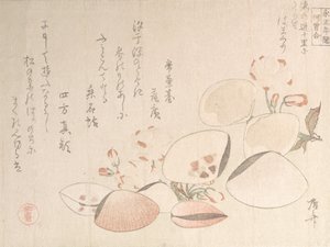 Fleurs de cerisier et coquillages