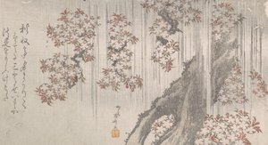 Fleurs de cerisier sous la pluie