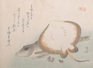 Raie et grondin - Shinsai