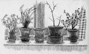 Plantes mortes sur un rebord de fenêtre, 1952