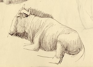 Gnou, vers 1951