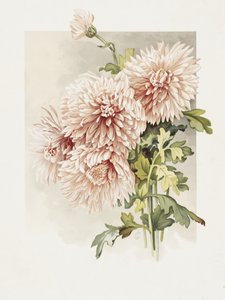 Chrysanthèmes - Sidney Thomas Callowhill
