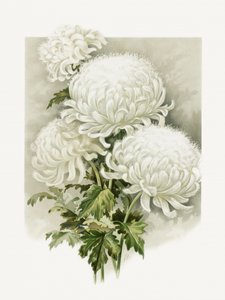 Mme Alpheus Hardy - Sidney Thomas Callowhill