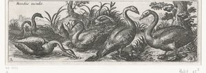 Cygnes