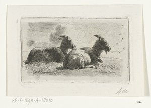 Deux chèvres couchées