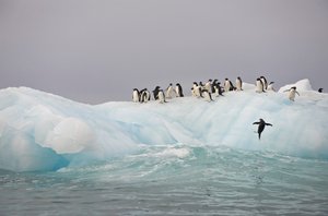 Manchots Adélie, Pygoscelis adeliae, sur un iceberg, 2022 (photo) - Sisse Brimberg