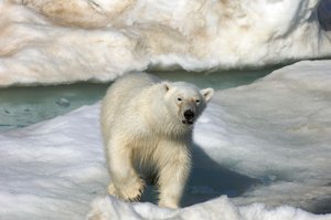 Ours polaire marchant sur une banquise, îles Svalbard, Norvège - Sisse Brimberg