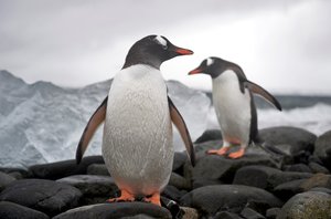 Deux manchots papous, Pygoscelis papua, sur une côte rocheuse. Antarctique, 2022 - Sisse Brimberg