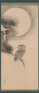 Hibou sur une branche de pin