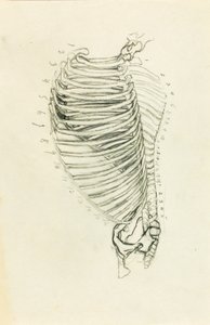 Anatomie - Solon H. Borglum