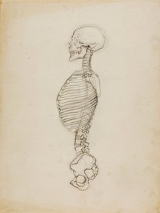 Anatomie