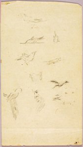 Oiseaux - Solon H. Borglum
