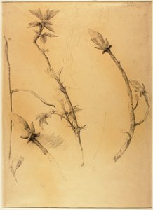 Branches - Solon H. Borglum