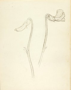 Fleur fermée et ouverte - Solon H. Borglum