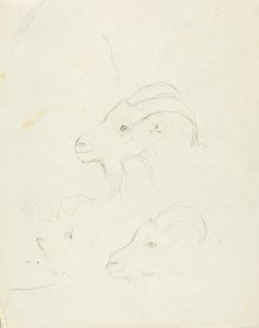 Chèvres