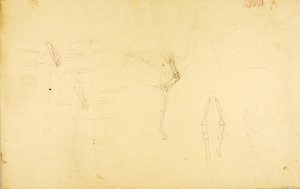 Anatomie du cheval - Solon H. Borglum