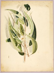 Étude des plantes - Solon H. Borglum