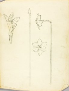Étude des plantes