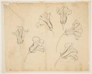 Études de fleurs de courge ou de citrouille - Sophia L. Crownfield