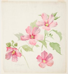 Étude de mauve