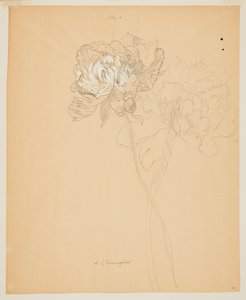 Étude de pivoines