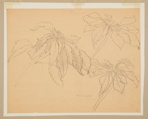 Étude de poinsettias