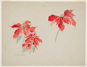 Étude de Poinsettias Rouges - Sophia L. Crownfield