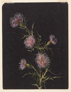 Étude de chardons - Sophia L. Crownfield