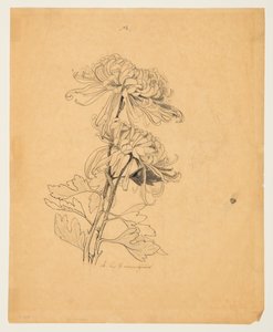 Étude de deux chrysanthèmes