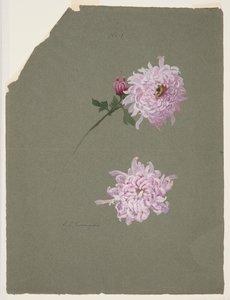 Deux études de chrysanthèmes violets