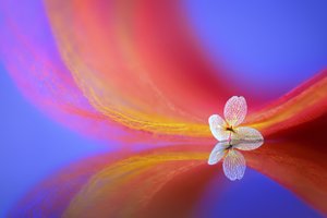 Reflet d