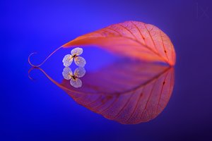 Reflet d
