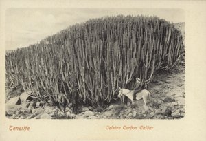 Hommes observant le célèbre cactus de Cardon à Ténérife (photo n/b) - Spanish Photographer
