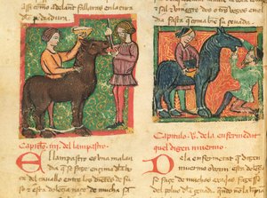 Ms 214 fol.26v Traitement de la glossite chez un cheval, tiré du Libro de Menescalcia y Albeyteria par Juan Alvarez, vers 1390 - Spanish School