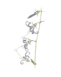 Campanule de Californie, 2015