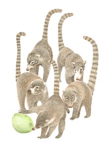 Coatis du Costa Rica - Stacy Hsu