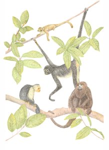 Singe du Costa Rica, 2019