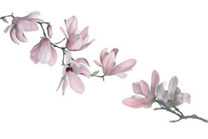 Magnolia - Stacy Hsu