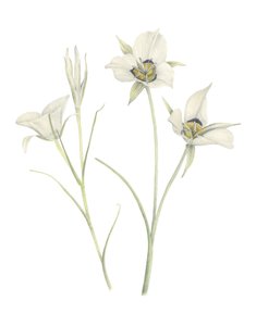 Lys Mariposa