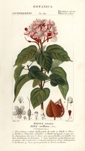 Achiote ou arbre à rouge à lèvres, Bixa orellana - Stanghi Stanghi