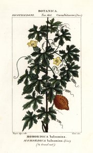 Concombre africain, Momordica balsamina