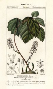 Pachysandra procumbens
