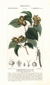 Corylus americana