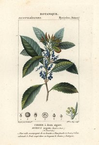 Arbousier, Morella pubescens