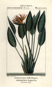 Oiseau de paradis, Strelitzia reginae - Stanghi Stanghi