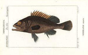 Mérou noir, Mycteroperca bonaci