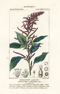 Amarante sanguine, Amaranthus cruentus - Stanghi Stanghi