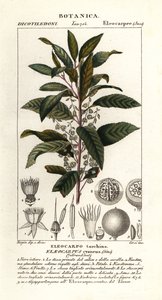 Frêne bleu, Elaeocarpus cyaneus